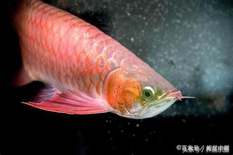 紅龍 魚|龍魚分類